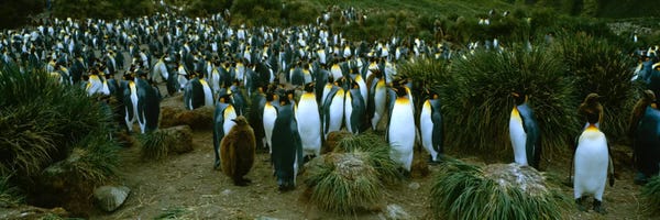Antarctica: High angle view of a colony of King penguins, Royal Bay, South Georgia Island, Antarctica by Panoramic Images