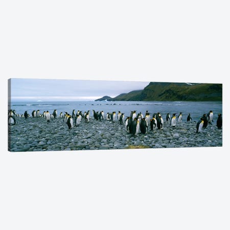 Colony of King penguins on the beach, South Georgia Island, Antarctica Canvas Print #PIM235} by Panoramic Images Canvas Wall Art