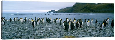 Colony of King penguins on the beach, South Georgia Island, Antarctica Canvas Art Print - Antarctica Art