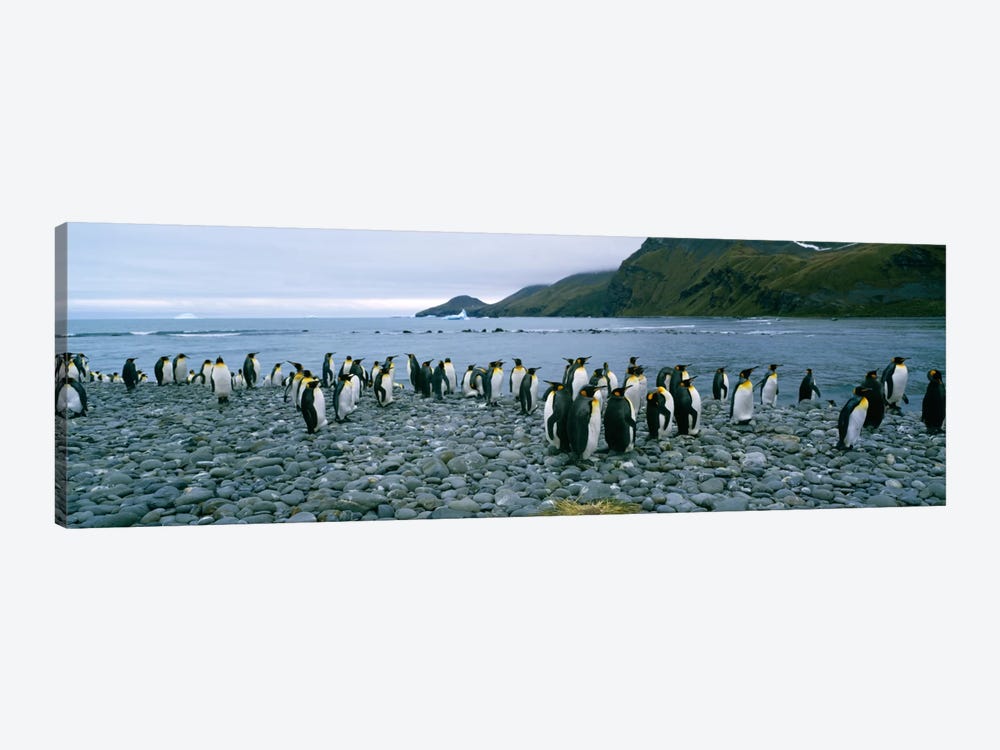 Colony of King penguins on the beach, South Georgia Island, Antarctica by Panoramic Images 1-piece Canvas Art Print