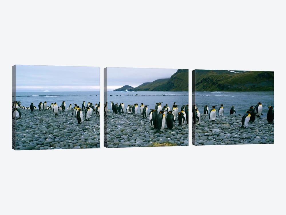 Colony of King penguins on the beach, South Georgia Island, Antarctica by Panoramic Images 3-piece Art Print