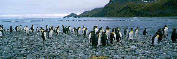 Antarctica: Colony of King penguins on the beach, South Georgia Island, Antarctica by Panoramic Images
