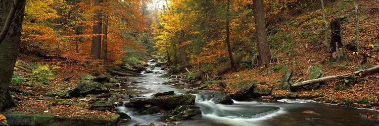 Fall Trees Kitchen Creek PA by Panoramic Images wall art