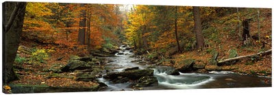 Fall Trees Kitchen Creek PA Canvas Art Print - Panoramic & Horizontal Wall Art