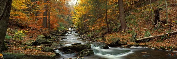 Panoramic Images: Fall Trees Kitchen Creek PA by Panoramic Images