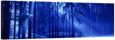 Trees Titisee Germany Canvas Art Print