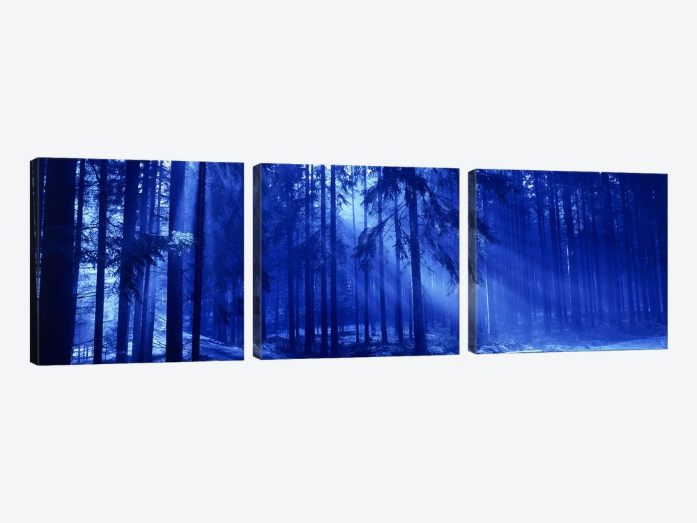 Trees Titisee Germany by Panoramic Images 3-piece Canvas Print