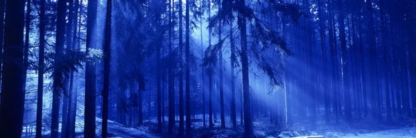 Blue: Trees Titisee Germany by Panoramic Images