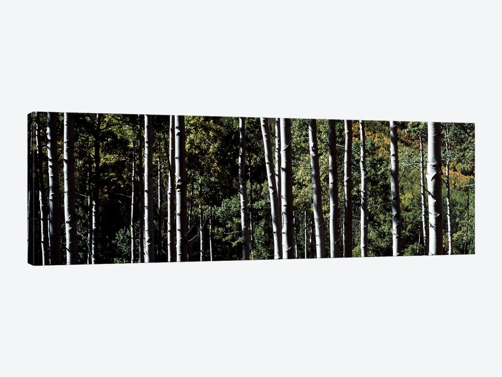 White Aspen Tree Trunks CO USA by Panoramic Images 1-piece Canvas Artwork