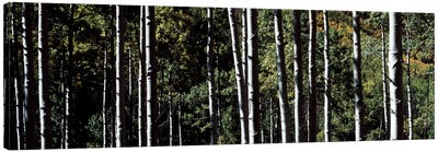 White Aspen Tree Trunks CO USA Canvas Art Print - Nature Close-Up Art