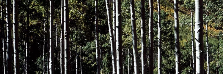 White Aspen Tree Trunks CO USA