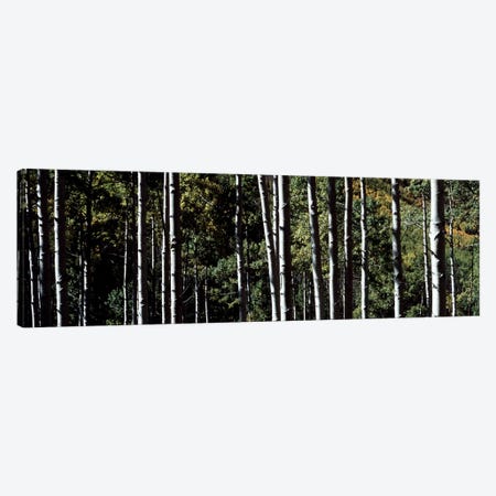 White Aspen Tree Trunks CO USA Canvas Print #PIM2373} by Panoramic Images Art Print