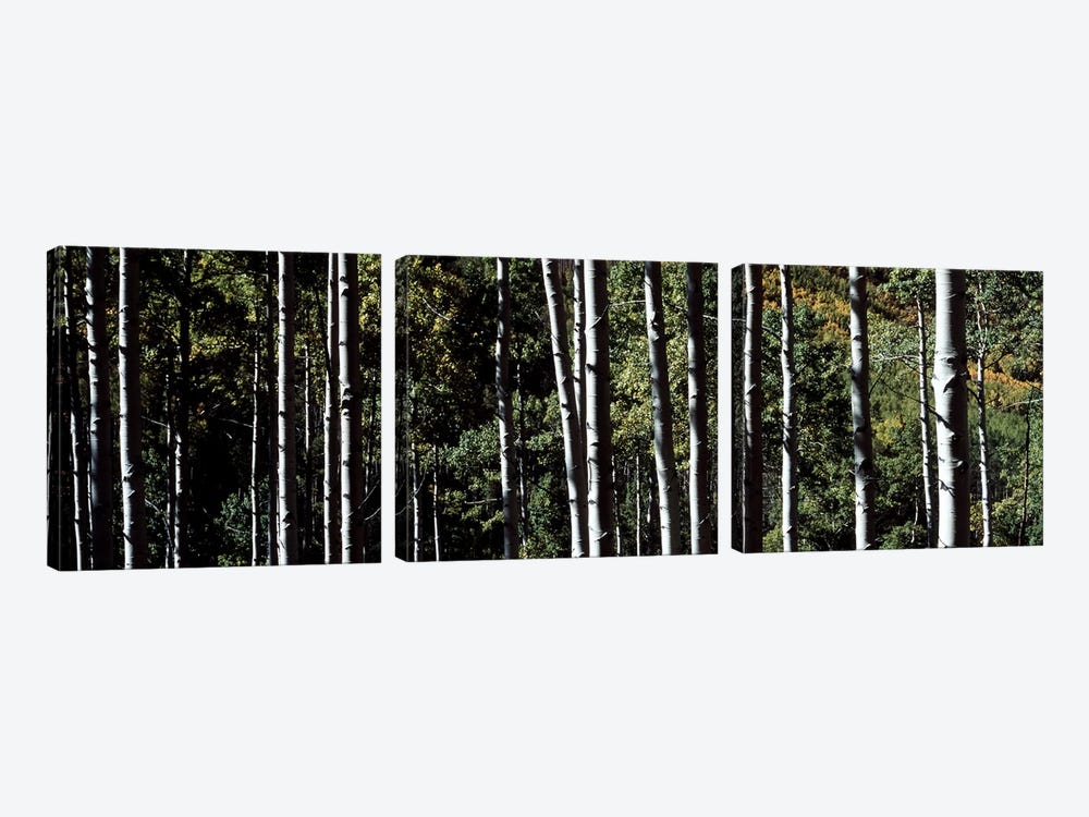 White Aspen Tree Trunks CO USA by Panoramic Images 3-piece Canvas Artwork