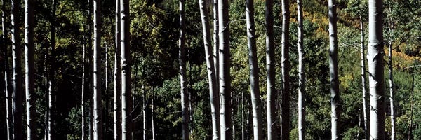 Colorado: White Aspen Tree Trunks CO USA by Panoramic Images