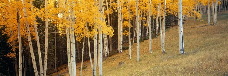 Aspen trees in a field, Ouray County, Colorado, USA