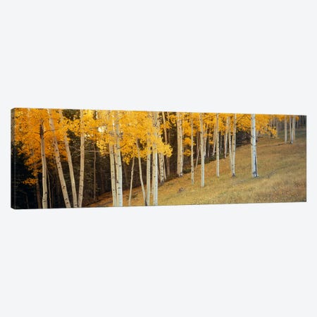 Aspen trees in a field, Ouray County, Colorado, USA Canvas Print #PIM2374} by Panoramic Images Canvas Wall Art