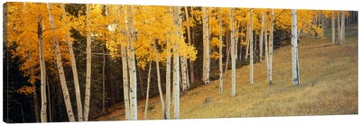 Aspen trees in a field, Ouray County, Colorado, USA Canvas Art Print - Wilderness Art
