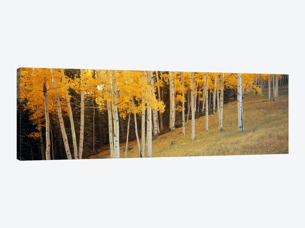 Aspen trees in a field, Ouray County, Colorado, USA by Panoramic Images 1-piece Canvas Art Print