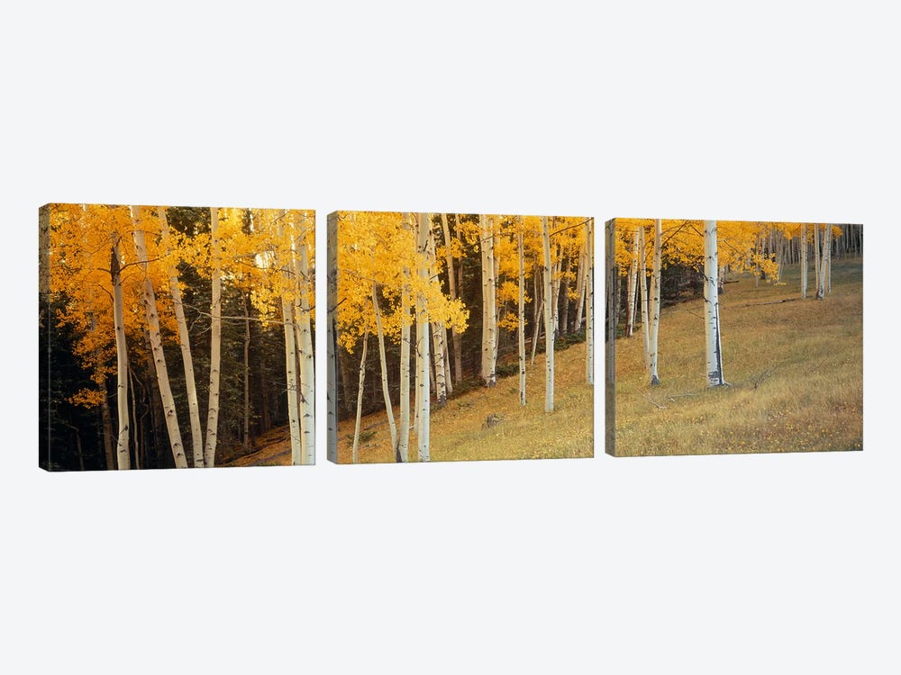 Aspen trees in a field, Ouray County, Colorado, USA by Panoramic Images 3-piece Canvas Print