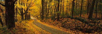 Canvas Print: Fall woods Monadnock NH USA by Panoramic Images - thumbnail