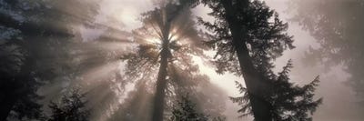Redwood Trees