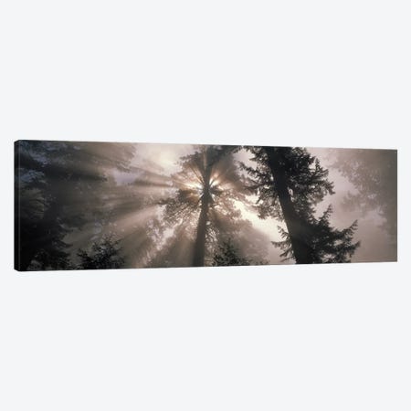 Trees Redwood National Park, California, USA Canvas Print #PIM2376} by Panoramic Images Canvas Artwork