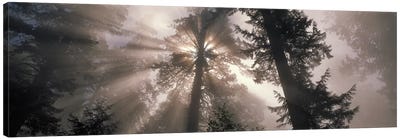 Trees Redwood National Park, California, USA Canvas Art Print - Redwood Trees