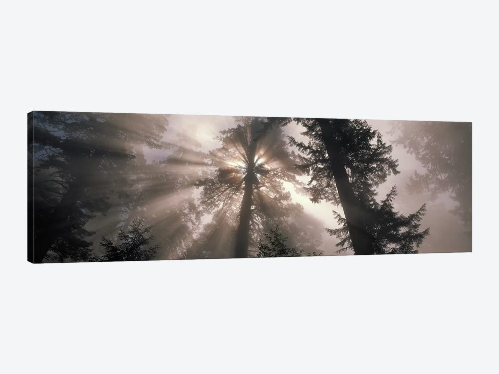 Trees Redwood National Park, California, USA 1-piece Canvas Print