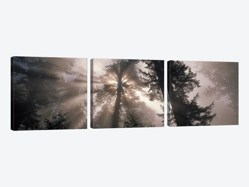 Trees Redwood National Park, California, USA 3-piece Canvas Print