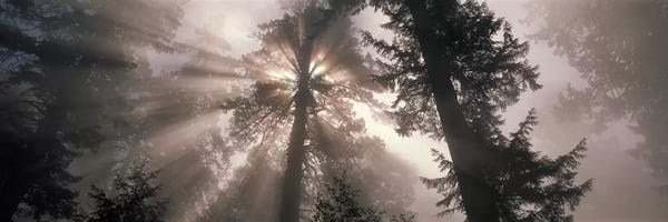 Panoramic Images: Trees Redwood National Park, California, USA by Panoramic Images