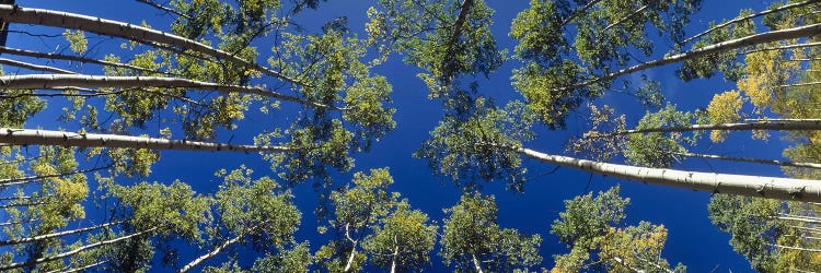 White Aspen Trees CO USA