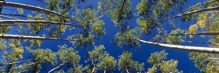 White Aspen Trees CO USA by Panoramic Images wall art