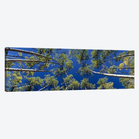 White Aspen Trees CO USA Canvas Print #PIM2377} by Panoramic Images Canvas Wall Art