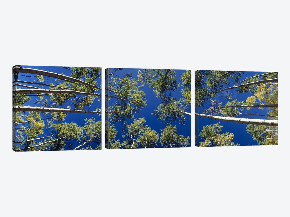 White Aspen Trees CO USA by Panoramic Images 3-piece Canvas Artwork