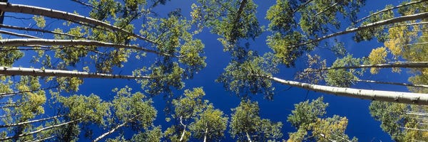 Colorado: White Aspen Trees CO USA by Panoramic Images