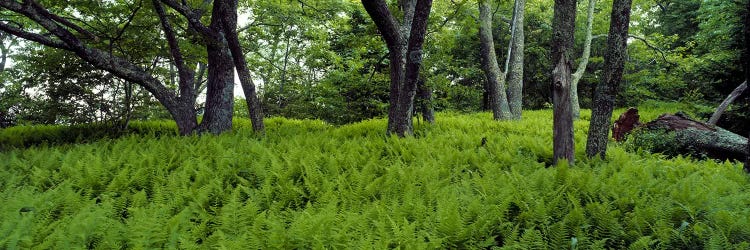 Trees in a forest, North Carolina, USA