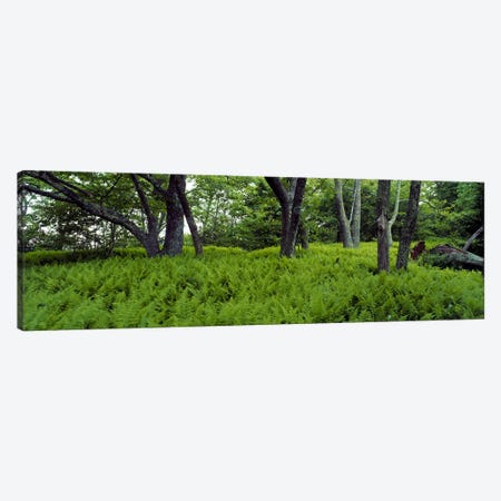 Trees in a forest, North Carolina, USA Canvas Print #PIM2378} by Panoramic Images Art Print
