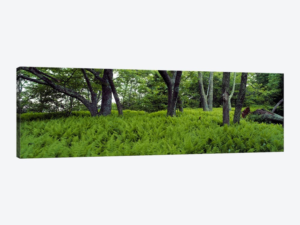 Trees in a forest, North Carolina, USA by Panoramic Images 1-piece Art Print