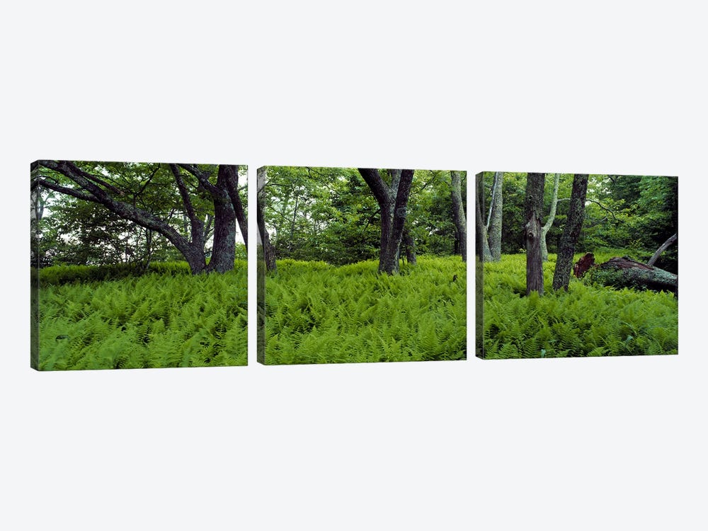 Trees in a forest, North Carolina, USA by Panoramic Images 3-piece Art Print