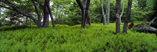 North Carolina: Trees in a forest, North Carolina, USA by Panoramic Images