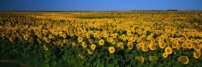Field of Sunflowers ND USA by Panoramic Images multi panel art