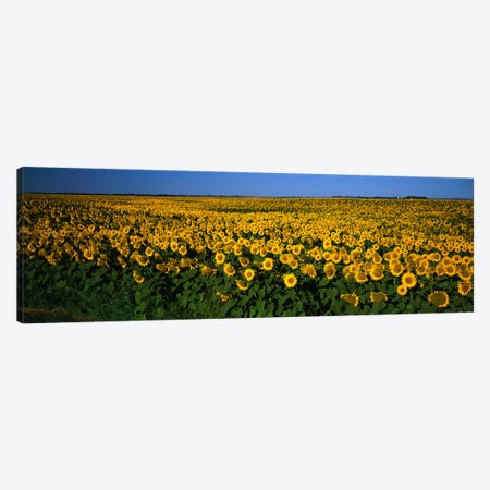 Field of Sunflowers ND USA Canvas Print #PIM2379} by Panoramic Images Canvas Print