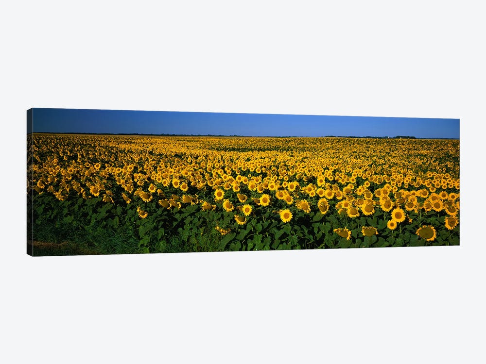 Field of Sunflowers ND USA by Panoramic Images 1-piece Canvas Artwork