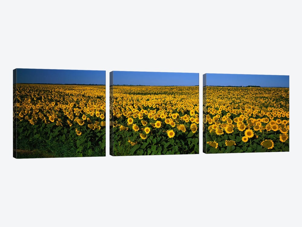 Field of Sunflowers ND USA by Panoramic Images 3-piece Canvas Wall Art