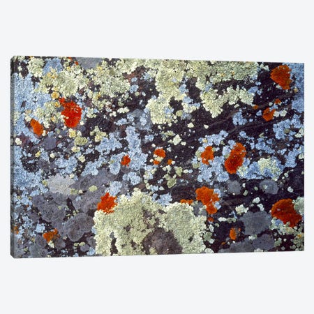 Lichens on Rock CO USA Canvas Print #PIM2387} by Panoramic Images Canvas Art Print
