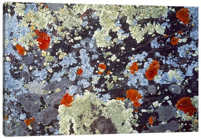 Lichens on Rock CO USA Canvas Art Print - Abstract Photography