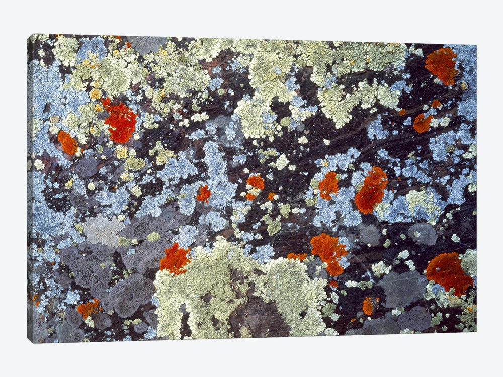 Lichens on Rock CO USA by Panoramic Images 1-piece Canvas Art Print