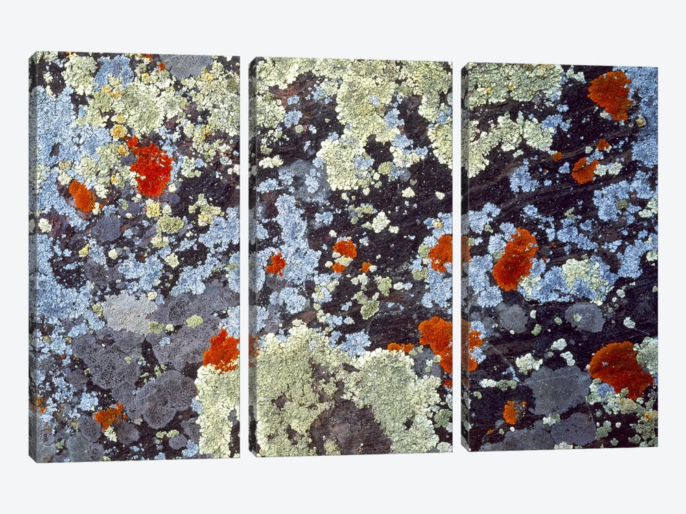 Lichens on Rock CO USA by Panoramic Images 3-piece Art Print