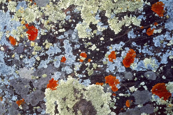Abstracts In Nature: Lichens on Rock CO USA by Panoramic Images