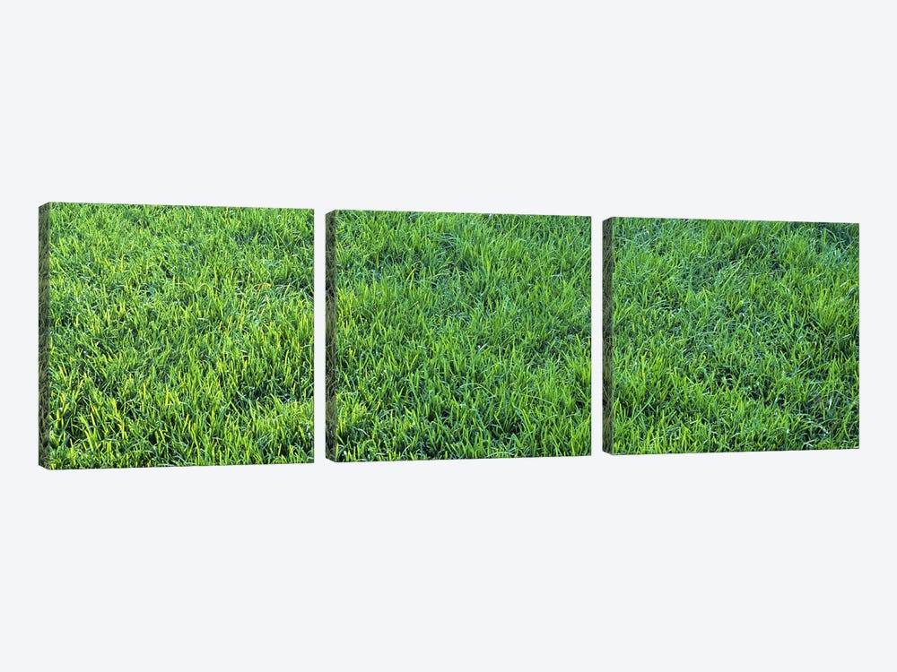 Grass Sacramento CA USA by Panoramic Images 3-piece Canvas Print